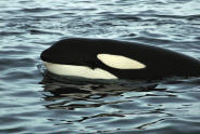 Orca whales can be viewed feeding off of the West coast of San Juan Island.